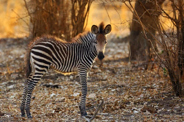 Zebra Esteira Equus Quagga Crawshay Subespécie Zebra Das Planícies Equus — Fotografia de Stock