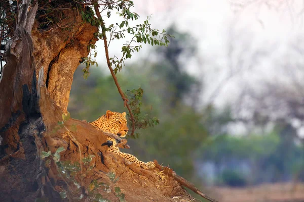 Den Afrikanske Leopard Panthera Pardus Pardus Store Han Sit Område - Stock-foto