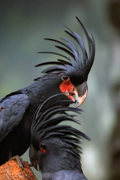 Palm Cockatoo Probosciger Aterrimus Also Known Goliath Cockatoo Great Black — 스톡 사진