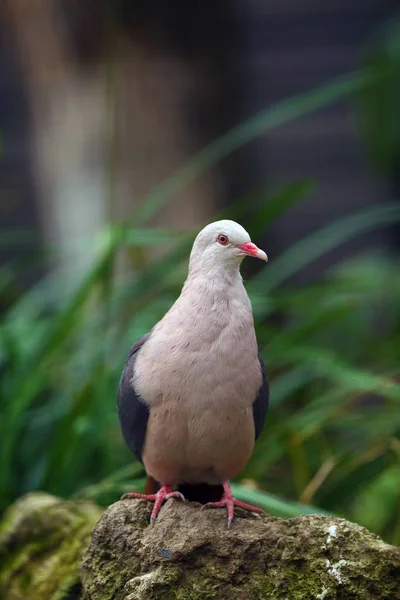 Pombo Rosa Nesoenas Mayeri Sentado Uma Pedra Grande Aviário Pombo — Fotografia de Stock