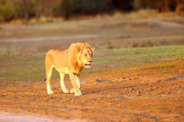 Νότιο Λιοντάρι Panthera Leo Melanochaita Ανατολικό Νότιο Αφρικανικό Λιοντάρι Ένα — Φωτογραφία Αρχείου