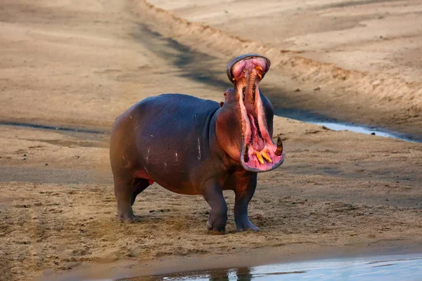 Hipopótamo Común Hippopotamus Amphibius Hipopótamo Está Advirtiendo Por Las Mandíbulas — Foto de Stock