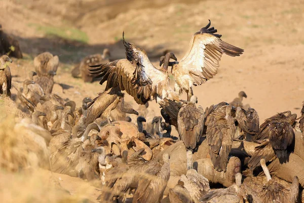 Flock Vitryggig Gam Gyps Africanus Som Livnär Sig Stor Elefant — Stockfoto