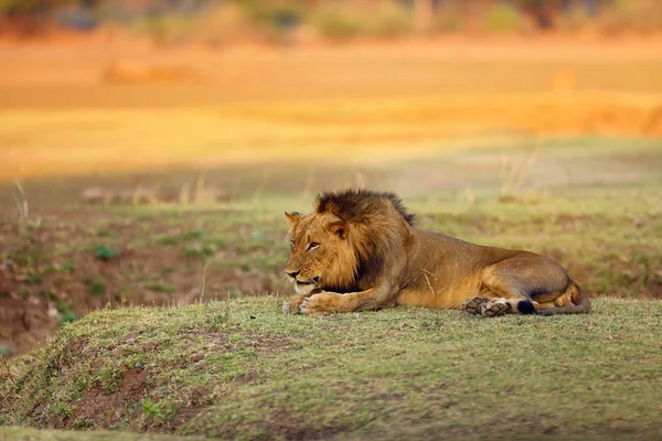 Lion Austral Panthera Leo Melanochaita Également Comme Lion Est Sud — Photo