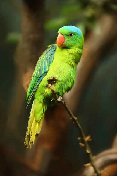 Papuga Niebieskolistna Tanygnathus Lucionensis Także Papuga Zielona Niebieskokoronowanej Koronie Papuga — Zdjęcie stockowe