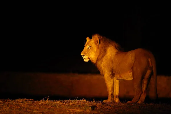 Southern Lion Panthera Leo Melanochaita Also East Southern African Lion — Stock Photo, Image