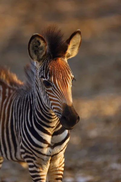 Zebra Crawshay Equus Quagga Crawshay Subespécie Zebra Das Planícies Equus — Fotografia de Stock