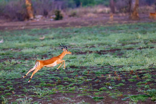 Antílope Impala Aepyceros Melampus Salta Sobre Ruts Carros Zâmbia Wildlife — Fotografia de Stock