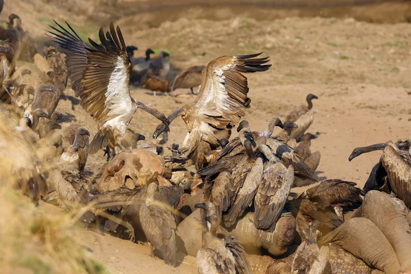 Flock Vitryggig Gam Gyps Africanus Som Livnär Sig Stor Elefant — Stockfoto