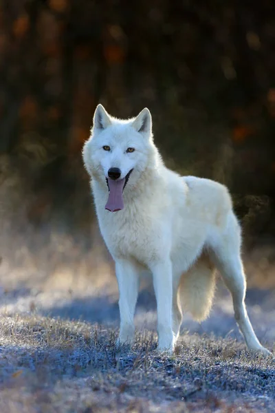 Вовк Гудзонової Затоки Canis Lupus Hudsonicus Підвид Вовка Canis Lupus — стокове фото