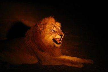 Güney Aslanı (Panthera leo melanochaita) veya Doğu-Güney Afrika Aslanı veya Panthera leo krueger.Karanlıkta saklanan büyük erkek. Çıplak dişleri olan baskın bir erkek objektife bakar..