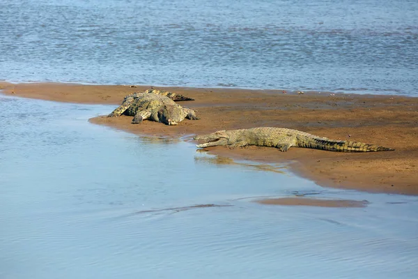 Nil Timsahı Crocodylus Niloticus Nehir Kıyısındaki Kumda Bir Çift Büyük — Stok fotoğraf
