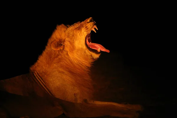 Leone Del Sud Panthera Leo Melanochaita Leone Dell Africa Orientale — Foto Stock