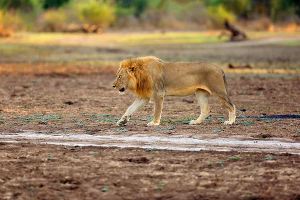 Південний Лев Panthera Leo Melanochaita Або Східно Південноафриканський Лев Дорогою — стокове фото