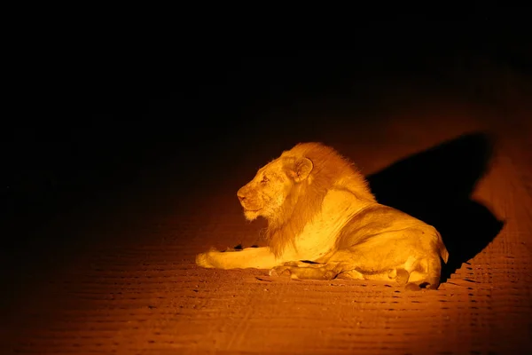 Southern Lion Panthera Leo Melanochaita Eastern Southern African Lion Leo — Stock Photo, Image