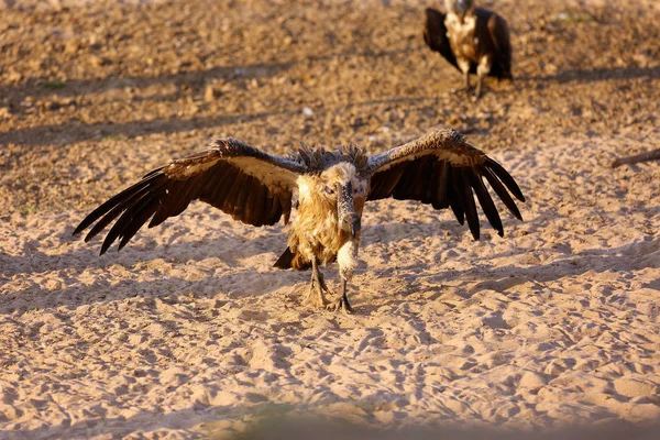 White Backed Vulture Gyps Africanus Lands Sand River Bank — 스톡 사진