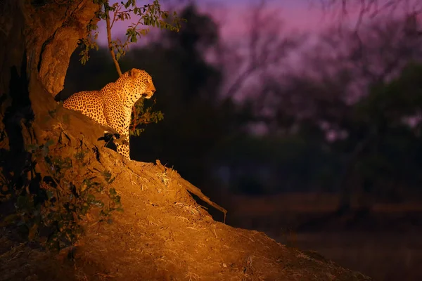 Den Afrikanska Leoparden Panthera Pardus Pardus Stor Hane Sitt Territorium — Stockfoto