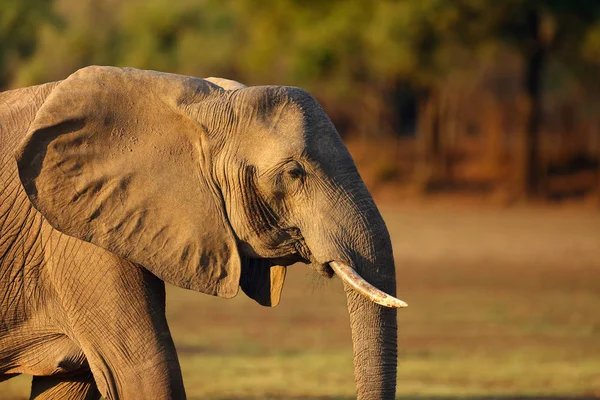 Der Afrikanische Buschelefant Loxodonta Africana Auch Als Afrikanischer Savannenelefant Bekannt — Stockfoto