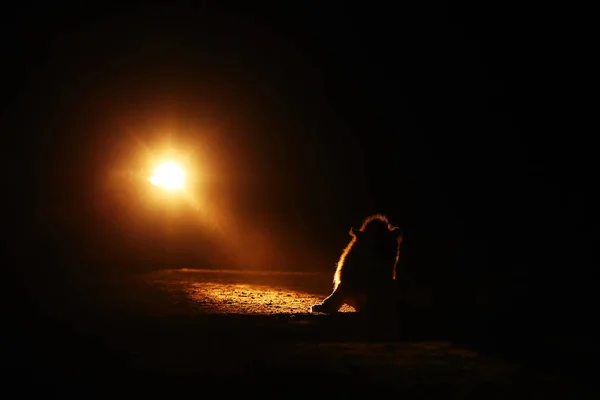 The Southern lion (Panthera leo melanochaita) also as the East-Southern African lion or Eastern-Southern African lion or Panthera leo kruegeri.Big male hidden in the darkness lit by the light from the car.