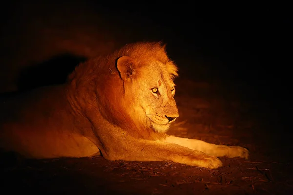 Zuidelijke Leeuw Panthera Leo Melanochaita Ook Wel Oost Zuidelijke Afrikaanse — Stockfoto