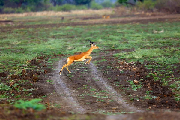 Impala Aepyceros Melampus Antelope Jumping Bushes — 스톡 사진