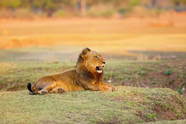 Lion Sud Panthera Leo Melanochaita Également Comme Lion Afrique Australe — Photo