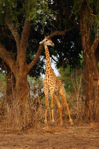 Thornicroft Giraffe Giraffa Camelopardalis Thornicrofti Sometimes Known Rhodesian Giraffe Standing — 스톡 사진