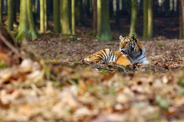 Sibirya Kaplanı Panthera Tigris Tigris Tigris Ayrıca Amur Kaplanı Panthera — Stok fotoğraf