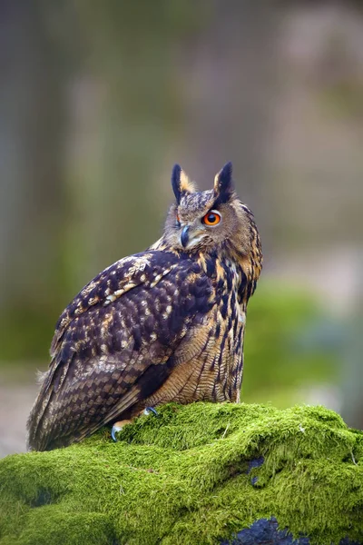 Euraziatische Adelaar Bubo Bubo Portret Het Bos Adelaar Uil Zittend — Stockfoto