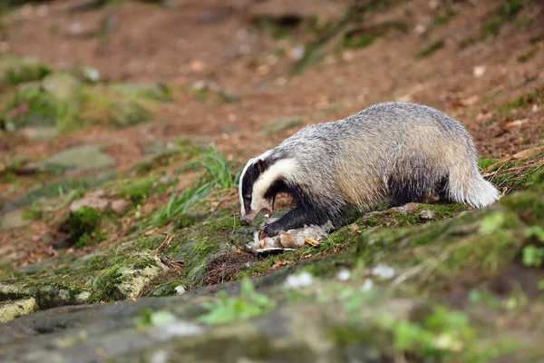 The European badger (Meles meles) also known as the Eurasian badger or simply badger eats dead wild duck on rock.European mysterious predator prey to a creek in dense forest.