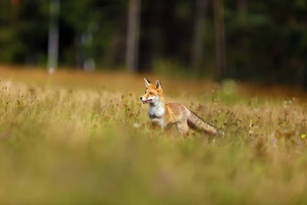 Raposa Vermelha Vulpes Vulpes Procura Comida Prado Jovem Raposa Vermelha — Fotografia de Stock