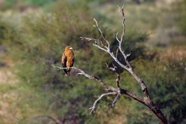 The tawny eagle (Aquila rapax) sitting on the branch in the desert.