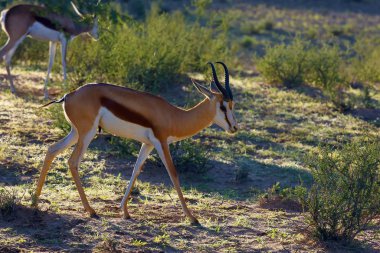 The springbok (Antidorcas marsupialis) adult male in the desert. Antelope on the sand.