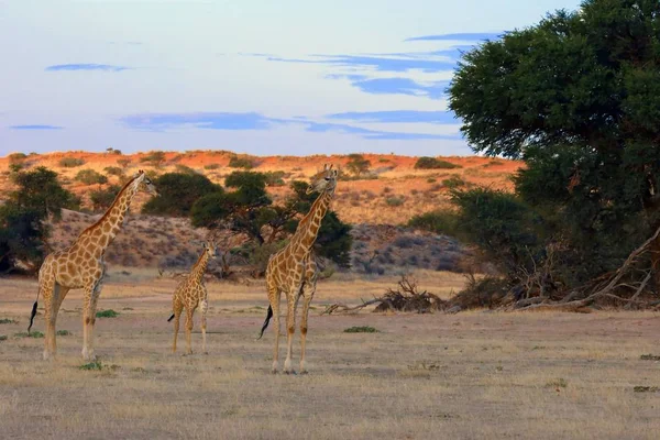 Żyrafa Południowoafrykańska Żyrafa Camelopardalis Żyrafa Środku Wyschniętej Rzeki Stado Żyraf — Zdjęcie stockowe