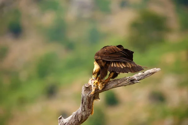 Spanish Imperial Eagle Aquila Adalberti Also Known Iberian Imperial Eagle — Stok fotoğraf