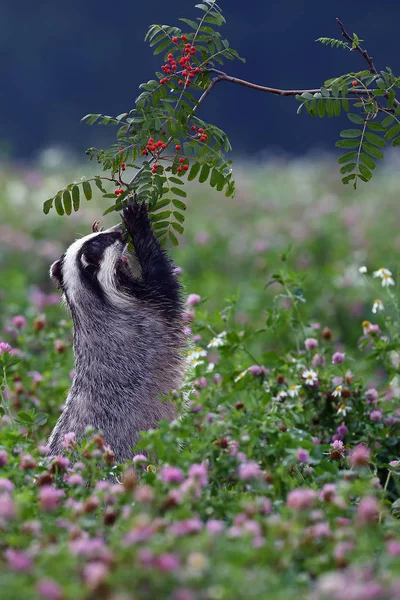 The European badger (Meles meles) also known as the Eurasian badger or simply badger eats ripe rowan berries in a clover field.Badger with red berries standing on hind legs.