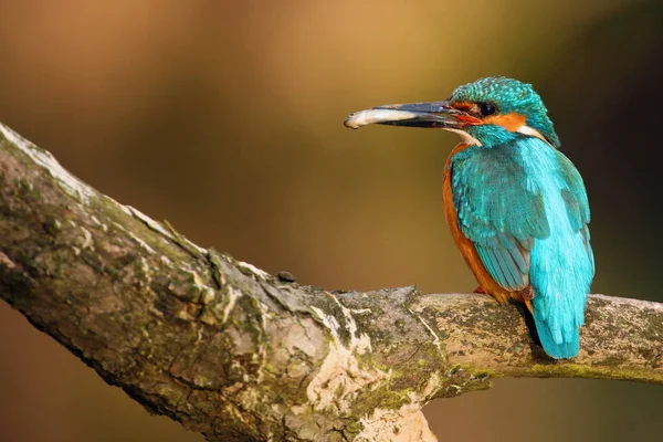 Common Kingfisher Alcedo Atthis Also Known Eurasian Kingfisher River Kingfisher — 스톡 사진