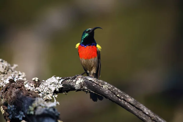 Mayor Doble Cuello Sunbird Cinnyris Afer Sentado Rama Con Líquenes —  Fotos de Stock