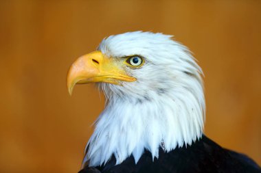 Kel kartal (Haliaeetus leucocephalus), renkli arka plan ile büyük bir dişinin portresi. Turuncu arkaplanlı büyük kartal portresi.