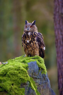 The Eurasian eagle-owl (Bubo bubo) , portrait in the forest. Eagle-owl sitting in a forest on a rock. clipart
