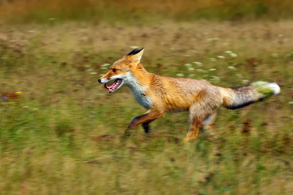 Rode Vos Vulpes Vulpes Zoekt Voedsel Een Weiland Jonge Rode — Stockfoto