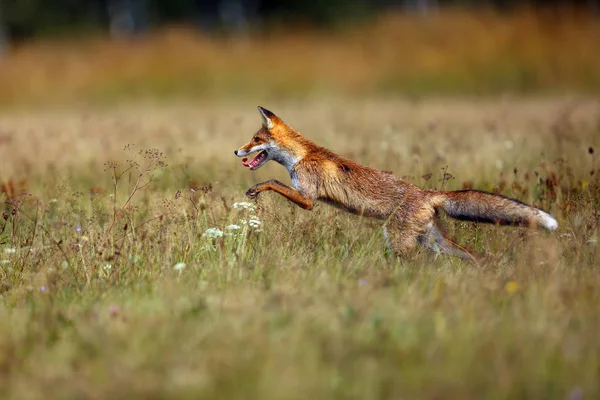 红狐狸 在草地上觅食 绿地上的小红狐 背景是黑云杉林 — 图库照片