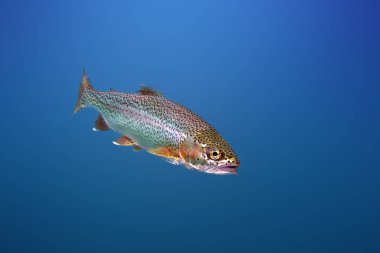 Göldeki gökkuşağı alabalığı (Oncorhynchus mykiss). Göldeki gökkuşağı alabalığı (Oncorhynchus mykiss). Dağ gölünün mavi sularındaki alabalık..