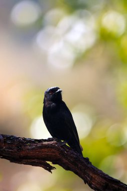 Eski adıyla kare kuyruklu drongo (Dicrurus ludwigii), günbatımında ince bir dala oturmuş renkli bir arka planı vardır..