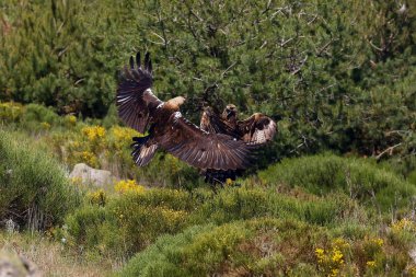 Altın Kartal (Aquila chrysaetos) ve İspanyol İmparatorluk Kartalı (Aquila adalberti) av için birlikte savaşırlar. Büyük kartallar av ve bölge konusunda anlaşmazlık içindeler..