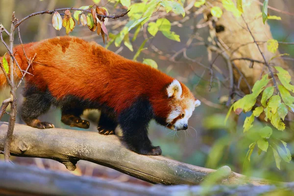 Panda Rojo Ailurus Fulgens Zorro Fuego Panda Menor Oso Gato —  Fotos de Stock