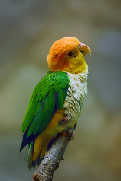 Zöld Combú Papagáj Pionites Leucogaster Vagy Fehér Hasú Papagáj Vagy — Stock Fotó