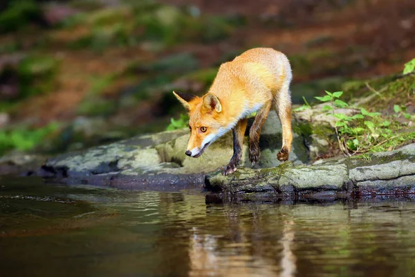 幼小的红狐狸在森林中被猎食后悄悄地靠近水 狐狸倒映在森林小河的水面上 — 图库照片