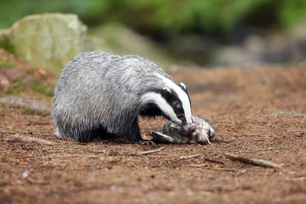 The European badger (Meles meles) also known as the Eurasian badger or simply badger eats dead wild duck on rock.European mysterious predator prey to a creek in dense forest.