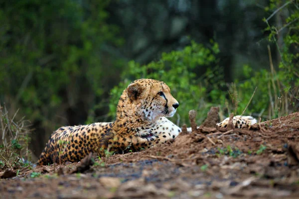 Cheetah Acinonyx Jubatus Lying Red Earth Bushy Bushes Background Morning — 스톡 사진